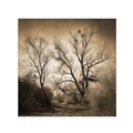 Trademark Fine Art Philippe Sainte-Laudy 'Sepia Ghost' Canvas Art, 24x24 PSL0181-C2424GG